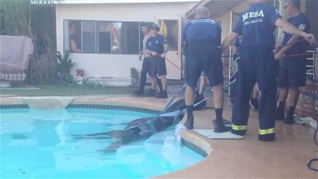 Un cavallo cade in piscina e sta per annegare. Poi i vigili del fuoco tentano il suo salvataggio