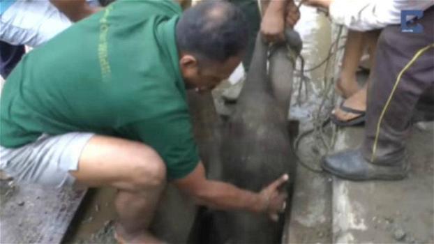 Un cucciolo di elefante cade in un tombino. I volontari fanno di tutto per salvarlo