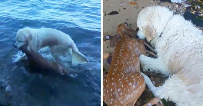 Cane salva un cucciolo di cervo dall’annegamento, ora tutti lo vogliono!