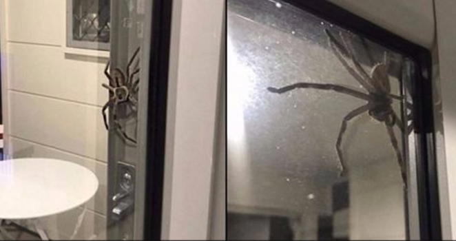 Stavano preparando una cena romantica, quando questo ragno gigante è apparso in casa loro