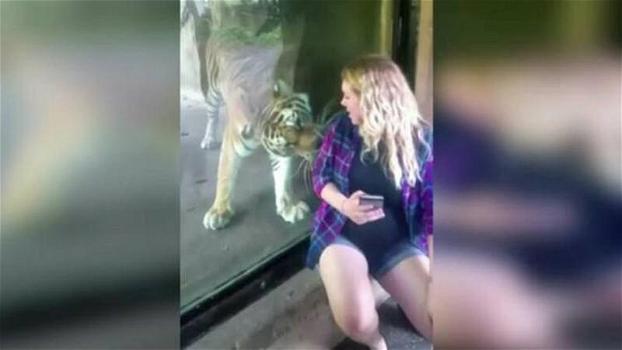 Una donna incinta si fa un selfie con la tigre. La reazione del felino è del tutto inaspettata