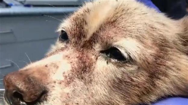 Un veterinario salva un cane con centomila pulci addosso
