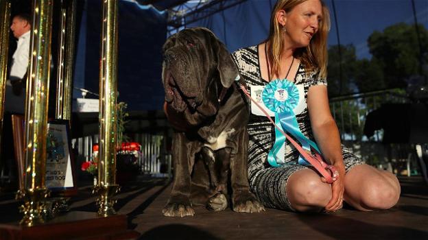 Martha è stato eletto come il cane più brutto del mondo