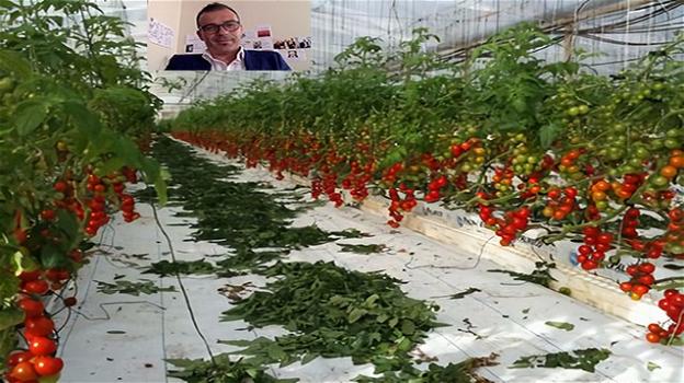 In Toscana vengono prodotti i pomodori hi-tech