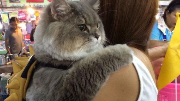 Il gatto Bone Bone è la nuova stella dei social