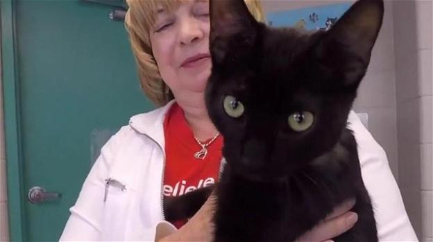 Un gatto nero è stato abbandonato con un cappio
