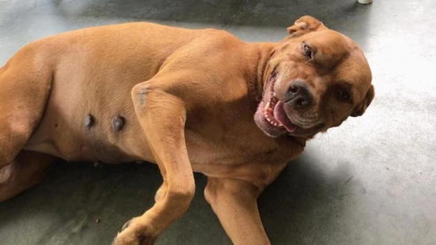 Un meticcio canino vive quasi 1.000 giorni in un rifugio sorridendo