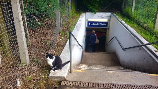 A Glasgow esiste un gatto che fa da controllore alla metro