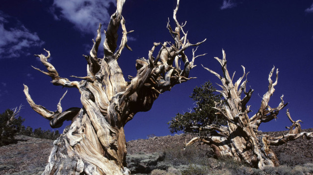 Albero Più Vecchio Del Mondo Tagliato