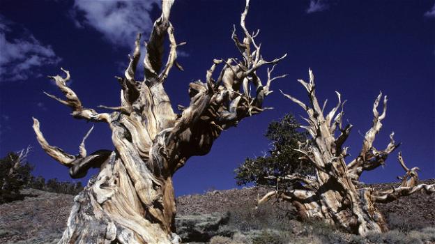 L’albero più vecchio del mondo ha più di 5.000 anni