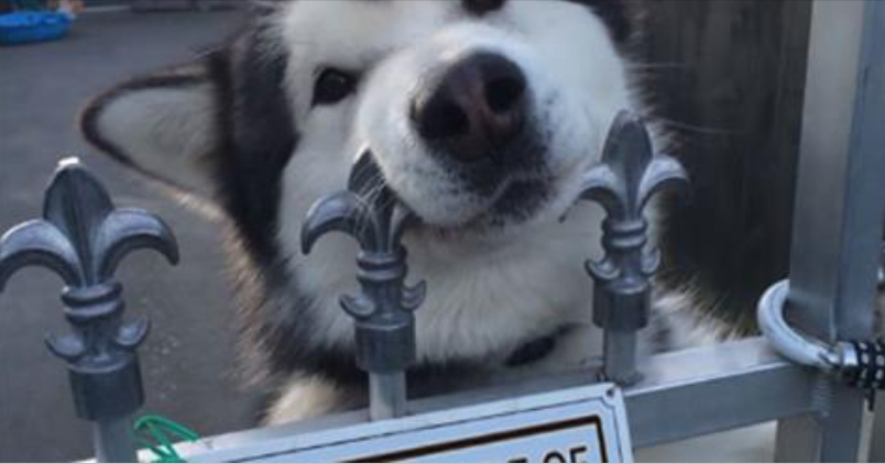 Divertenti Cartelli Per Cani Che Sporcano Da Stampare