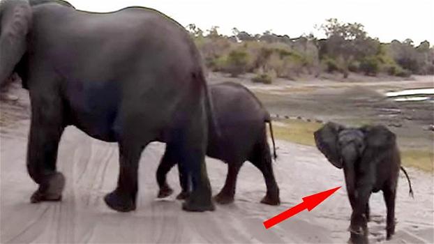 Durante un safari incontrano degli elefanti. La reazione del più piccolo è davvero esilarante!