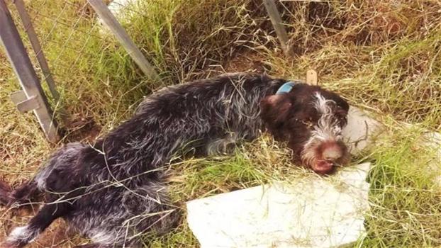 Trovano un cane in agonia in una campagna e lo salvano. La sua trasformazione è commovente!