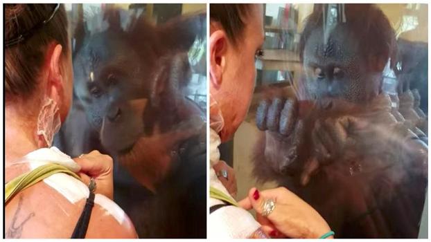 Un orango incontra una donna con ferite da ustioni. Nessuno avrebbe mai immaginato la sua reazione!
