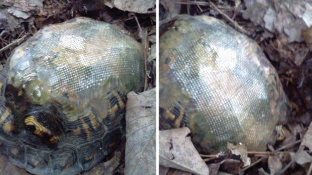 Salva una tartaruga e ripara il suo guscio con la vetroresina. Il risultato è stupendo!