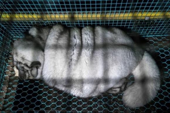Quanto Vale Una Pelliccia Di Volpe Usata