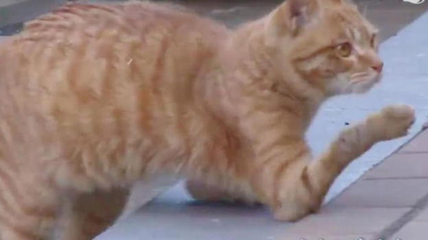 Un gatto camminava sui gomiti: ora ha dei tutori per esplorare il mondo