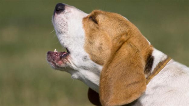 Stati Uniti, un giudice permette di tagliare le corde vocali ai cani rumorosi