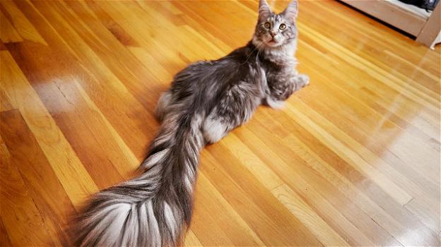 Cygnus è il gatto con la coda più lunga del mondo