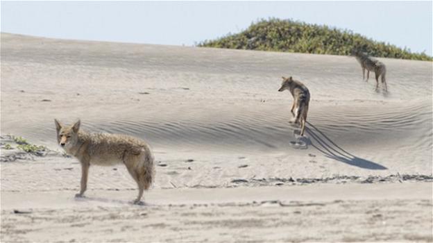 In Israele i lupi nel deserto: “Attaccano i bambini per mangiarseli”
