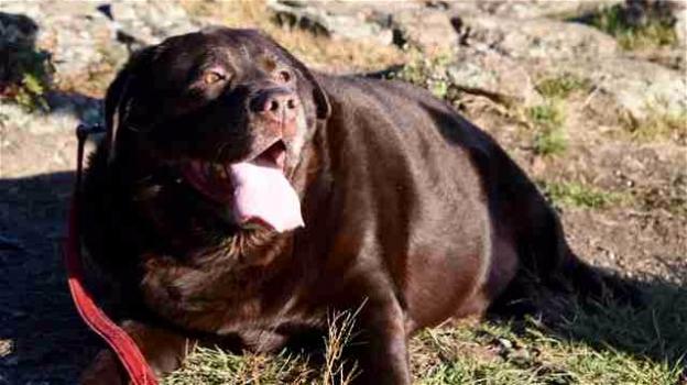 Un cane obeso viene adottato e perde trenta chilogrammi