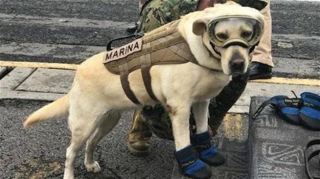 In Messico il cane Frida salva 52 vite umane dai disastri naturali