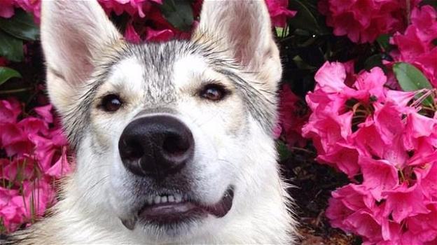 Cacciatore uccide un cane da terapia confondendolo con un lupo