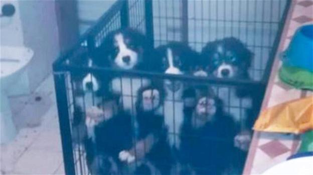 La Polizia di Milano libera quattro teneri cuccioli di cane