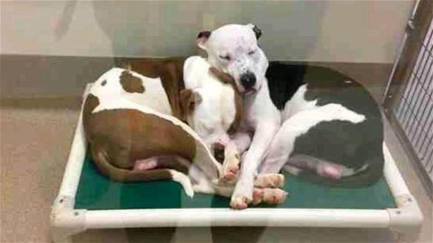 Due cani si trovano in un centro per animali e diventano grandi amici