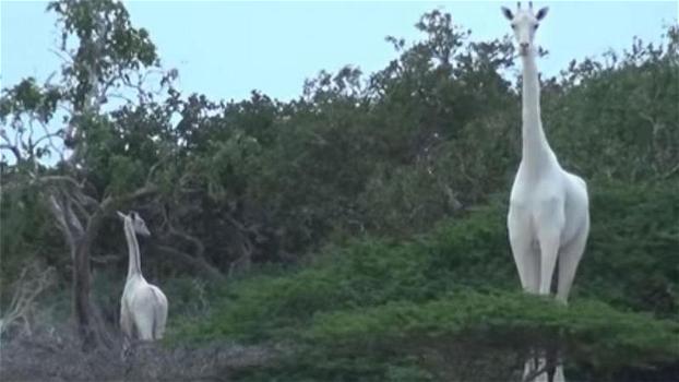 Kenya: filmate due rarissime giraffe bianche. Uno spettacolo stupendo mai visto prima d’ora!