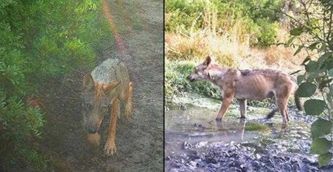 A Roma sono tornati i lupi: è la prima volta dopo secoli