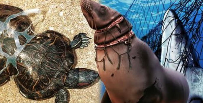 Queste tristi foto mostrano i terribili effetti della spazzatura sugli animali