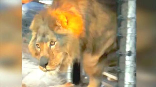 Questi leoni vengono salvati da uno zoo. La loro reazione quando toccano l’erba è commovente!