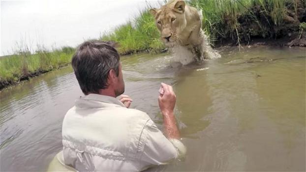 Salvò una leonessa e 7 anni dopo la ritrova in un fiume. Il loro incontro è emozionante!