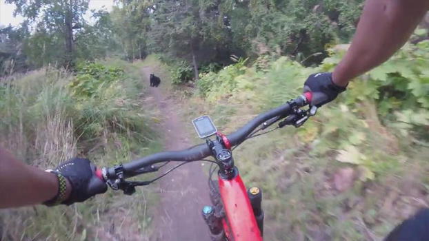 Usa, un ciclista ha un incontro ravvicinato con un orso. Quel momento è da brividi!
