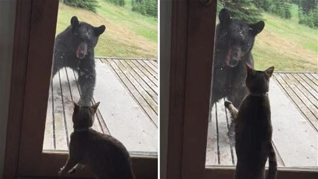 Un gatto vede un orso per la prima volta. Chi dei due ha avuto più paura?