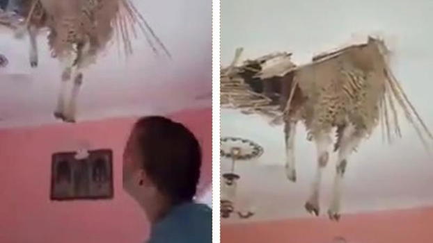 Il soffitto cede al centro della stanza. Quello che resta incastrato a mezz’aria lascia tutti basiti!