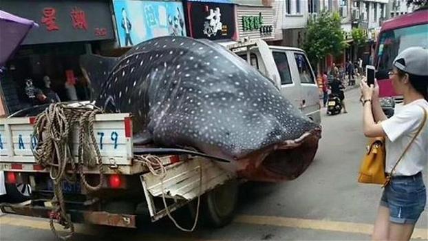 Pescano uno squalo balena e lo trasportano sul furgoncino. Quello che fanno dopo è assurdo!