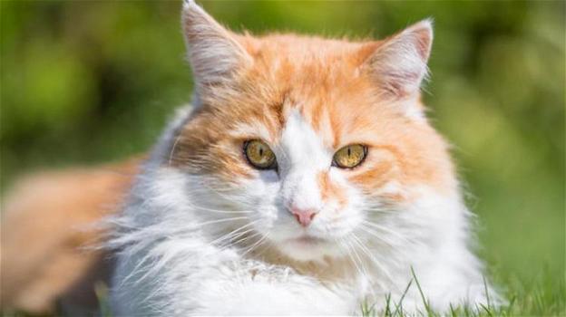 Il gatto Floyd è quasi morto per un terremoto: la sua vita è di nuovo cambiata