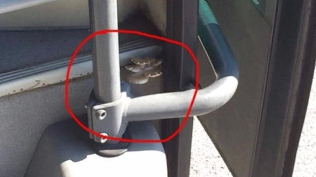 Padova: funghi sugli autobus della linea extraurbana