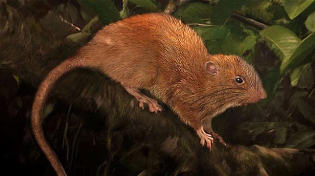 Isole Salomone: ricercatori scoprono una nuova specie di ratto gigante