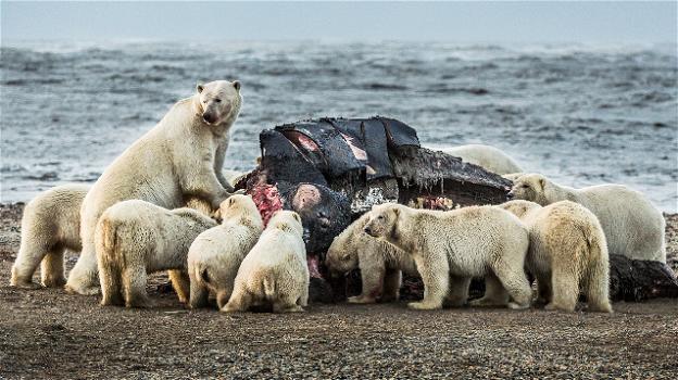 In Siberia 230 orsi polari compaiono insieme per uno speciale banchetto