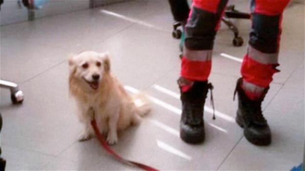 Il proprietario viene ricoverato, un cane va da solo in ospedale