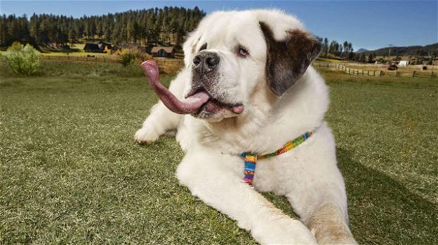 È Mochi il cane con la lingua più lunga del mondo
