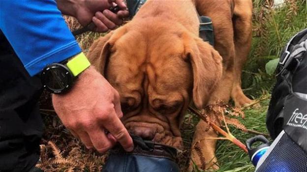 Un cane è sopravvissuto in condizioni precarie due settimane in un bosco
