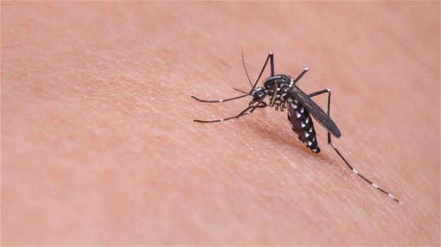 Roma, incubo Chikungunya: un virus esotico trasmesso dalle zanzare che può comportare malattie croniche