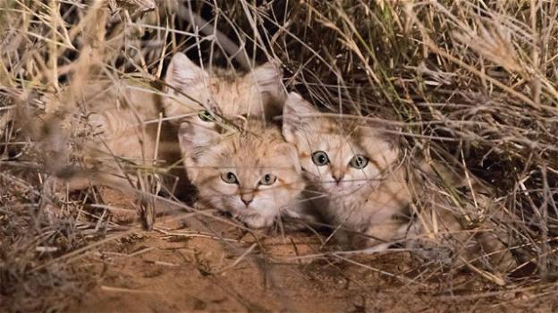 Marocco: fotografata per la prima volta una famiglia di rarissimi gatti delle sabbie