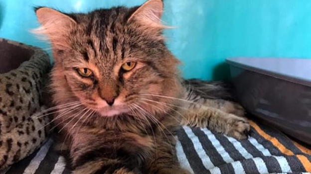 Qualcuno ha rapito il gatto Leon dal canile di Cervia