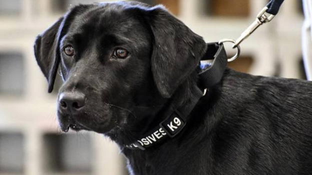 Lulu, cane della Cia, rifiuta il proprio addestramento