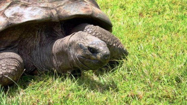 La tartaruga più vecchia del mondo ha 186 anni ed è gay